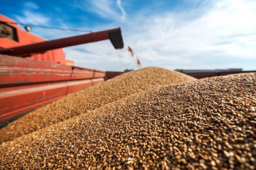 Российским регионам добавят 10 млрд. на поддержку производства зерна